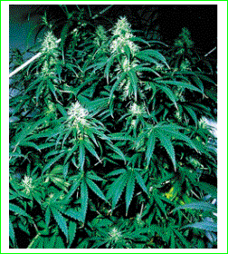 Russia: niente piu' ...