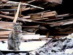 cat