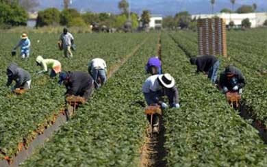 Рабочие мигранты расстреляны боссами фермы Манолада